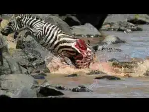 Video: TOP 10 CROCODILE FIGHTS || Crocodile vs Zebra, Elephant, Baboon, Wild Boar, Buffalo